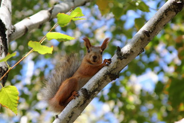 Squirrel on a tree in the forest