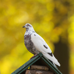portrait of a white dove