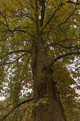 a tree in autumn colors