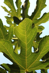 Figs on the branch of a fig tree