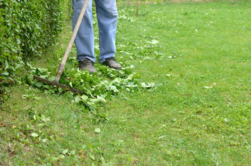 Cleaning up the lawn of back yard with rake