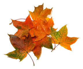 Naklejka na ściany i meble Wet autumn multicolor maple-leafs with water drops