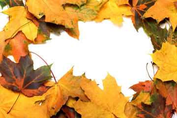Autumn multicolor maple leafs