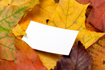 Naklejka na ściany i meble Autumn multicolor leafs with empty price card