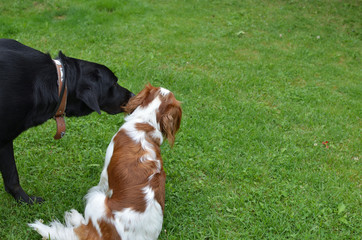 Big black dog kiss his smaller friend a dog Cavalier King Charles Spaniel