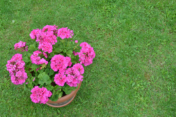 Pot of pink geranium in blossom on a green lawn