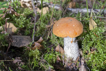 lone mushroom in the autumn forest