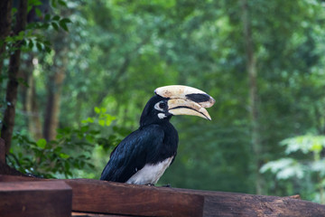 Hornbill bird headshot in nation park,Thailand