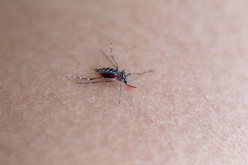 Obraz premium Mosquito sucking blood on the arm.