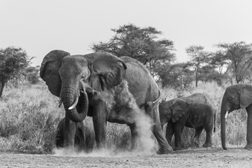 Fototapeta na wymiar Elephants dans la savane africaine, Tanzanie