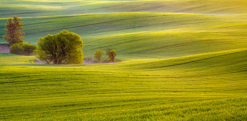 Panorama zielonego,wiosennego pola