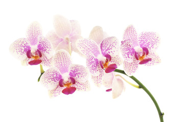 Naklejka na ściany i meble Orchid flowers.