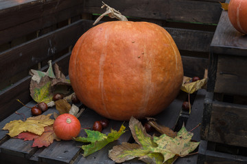 Halloween pumpkin in autumn forest