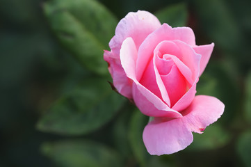 A pink rose with shallow dept of field