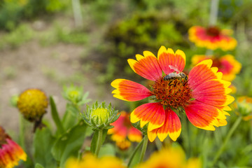 Bee pollinates a flower.