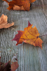 Dry autumn maple leaf on wooden background. Herbarium. Artistic original backdrop