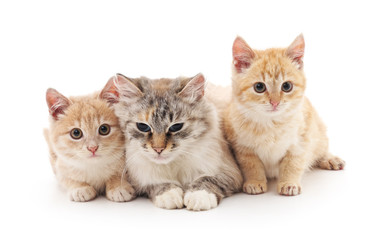 Fototapeta na wymiar Two kittens with a cat.