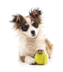 Small puppy with ball.