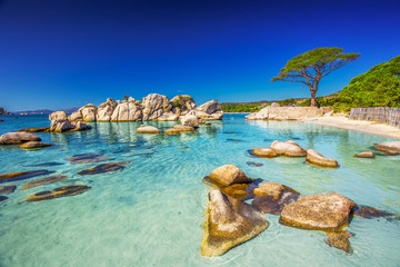 Pijnboomboom op het strand van Palombaggia, Corsica, Frankrijk