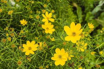 Obraz premium Coreopsis verticillata is species of tickseed in the sunflower family.