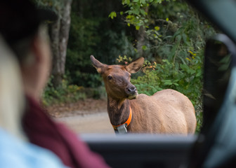 Fototapeta premium Tourist Safely Observe Elk Cow From Truck