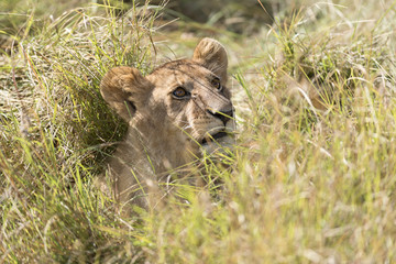Lion close encounter