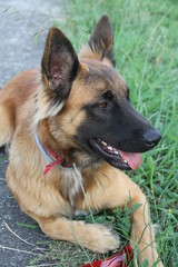 berger malinois