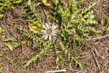 Carlina acaulis L..