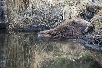 addult beaver entering the water