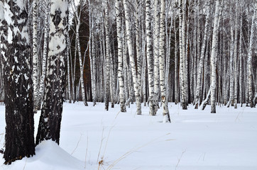 Winter landscape in a birch grove