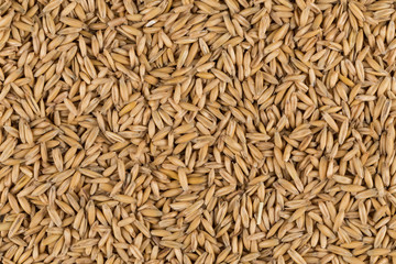 Naklejka premium natural oat grains background, closeup
