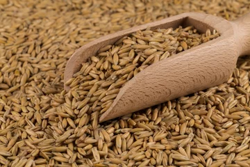 Gordijnen natural oat grains background, closeup © VertigoBarrov