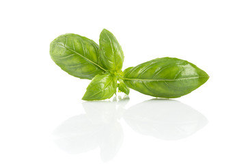 Fresh green wet leaf basil