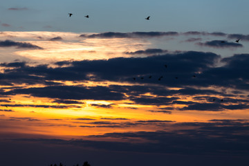 Birds flying in sunset