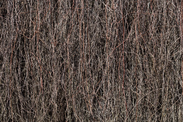 Dried branches on the building wall
