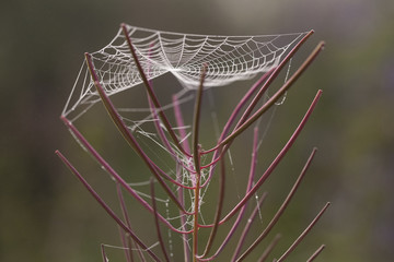 Cobweb on the stems of willow-herb. Lena river. Yakutia. Russia.