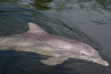 Delfin im Theater of the Sea auf Islamorada