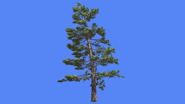 Huangshan Pine Top Leans Down Summer Chinese Coniferous Evergreen Tree is Swaying at the Wind Green Needle-Like Leaves Tree in Windy Day Animation