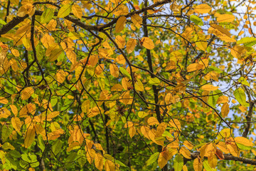 Branch with yellow autumn leaves in the forest
