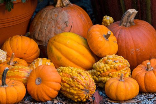 Pumpkins and Squash