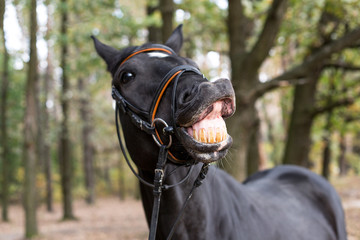 Fototapeta premium zabawny uśmiechnięty czarny koń