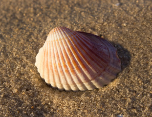 beautiful striped shell on the sand, the evening sun, close-up