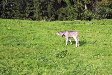 Fototapeta premium Kalb