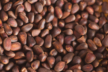 Pine nuts in shells of ciberian cedar as a background. Macro