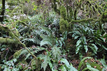 Реликтовая Роща Биосферного Заповедника.