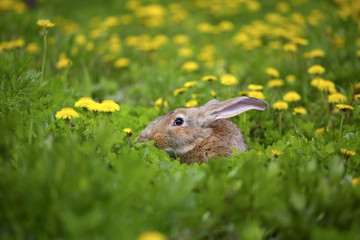 Easter gray rabbit and dandelion