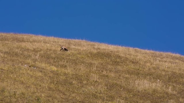 Wild gazelle grazing on lush alpine fields in the mountains of the Caucasus