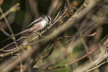 Schwanzmeise (Aegithalos caudatus)