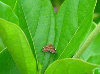 Little brown butterfly on the bright green leaf, close-up, greeting card  