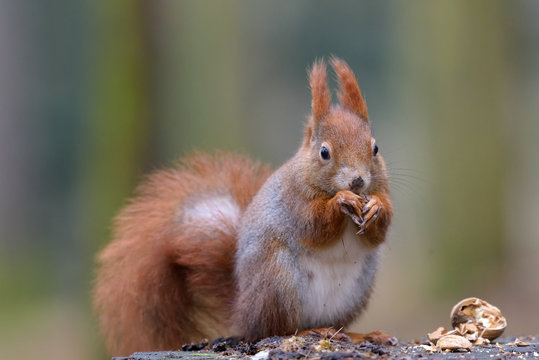 Squirrel and nut on the stump